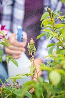 Woman spraying soapy water on to aphid infested rose shrub, using pump bottle sprayer. 