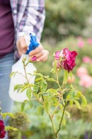 Woman spraying soapy water on to aphid infested rose shrub, using pump bottle sprayer.