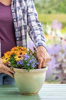 Woman using a finger to check if a pot with bedding plants needs watering. 