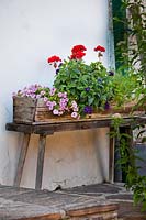 Wooden trough of Pelargoniums and Calibrachoa on a wooden stool.