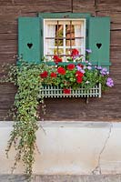 Floral arrangements on windows with Plectranthus coleoides and pelargoniums.