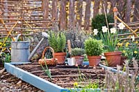 Display of tools and Allium cepa - Onion - sets ready for planting, potted herbs nearby