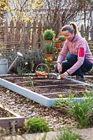 Women planting Allium ceap - Onion - sets