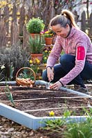 Women planting Allium cepa - Onion - sets