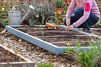 Women planting Allium cepa - Onion - sets