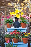 Flowering plants in pots on stepladder - Tulipa - Tulip, Bellis - Daisy, Viola, Primula and Narcissus - Daffodil in vase