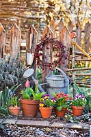 Flowers in small pots: Tulipa - Tulip, Viola, Primula and Muscari, watering can and wreath nearby