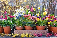 Pots of flowers on display on the table: Tulipa - Tulip, Narcissus - Daffodils, Muscari, Primula, Viola and Bellis