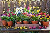 Pots of flowers on display on the table: Tulipa, Narcissus - Daffodil, Muscari, Primula, Viola and Bellis