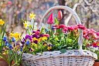Basket with flowers: Tulipa - Tulip, Narcissus - Daffodils, Bellis, Primula, Viola and Muscari