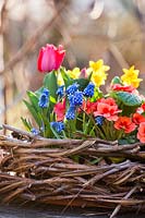 Display of flowers - Tulipa - Tulip, Narcissus - Daffodil, Primula and Muscari in wicker nest