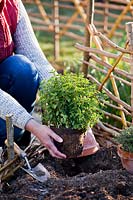 Woman planting Origanum vulgare - Oregano - in raised bed