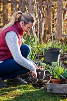 Woman creating new perennial border with pot-grown plants