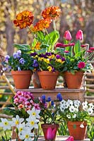 Flowers displayed in pots on stepladder: Primula, Narcissus - Daffodil, Viola, Tulipa - Tulip and Muscari