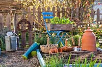 Blue raised bed and chair in vegetable garden - chitted potatoes, onion sets and vegetable seedlings in spring.