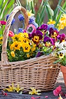 Wicker basket with daffodils, pansies, bellis and muscari.