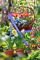 Basket filled with spring flowers stood on a garden chair - Tulips, Viola and Bellis.