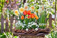 Spring flowers in wicker wreath: tulips, daffodils, bellis and violas.