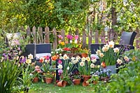A colourful spring container garden with daffodils, bellis, primroses, tulips, grape hyacinths and violas.