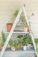 Ladder shelving unit against wooden wall with Potted plants and garden tools