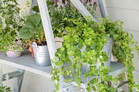 Potted plants  on ladder shelving unit against wooden wall
