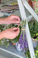 Woman tying bunch of Lavandula - lavender to ladder unit