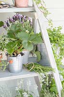 Ladder selving unit with potted strawberry plant and bunch of Rosemary