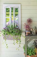 Wicker window box planted with Lavender 'Fantasia Early Purple', Salvia 'Victoria White', Euphobia hypericufolia 'Diamond Frost and Ivy hung next to mirrored window frame