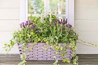 Wicker window box planted with Lavender 'Fantasia Early Purple', Salvia 'Victoria White', Euphobia hypericufolia 'Diamond Frost and Ivy sat on table next to mirrored window frame
