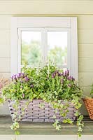 Wicker window box planted with Lavender 'Fantasia Early Purple', Salvia 'Victoria White', Euphobia hypericufolia 'Diamond Frost and Ivy sat on table next to mirrored window frame