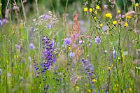 Knautia arvensis - Field Scabious, Sonchus oleraceus -  common sowthistle, Salvia pratensis - Meadow Clary and grasses.