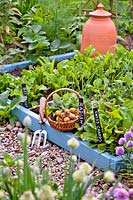 Blue painted raised bed in vegetable garden with freshly harvested yellow radishes.