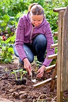 Woman planting cucumber next to support.