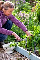 Woman cutting Spinacia oleracea - Spinach 'Madator'