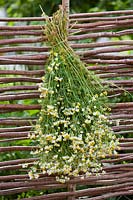 Drying freshly harvested chamomile on rustic willow fence.