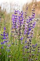 Salvia officinalis - meadow clary