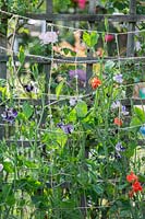Lathyrus odoratus - Sweet peas on a garden twine lattice support