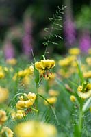 Lilium pyrenaicum - Pyrenean Lily or Yellow Turk's Cap Lily