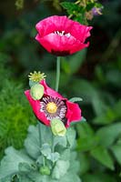 Papaver somniferum - Opium Poppy - opening