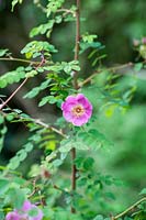 Rosa setipoda - Bristly-stalked Rose or Wild Rose