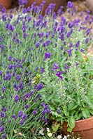 Salvia viridis 'Blue' and Lavandula angustifolia 'Hidcote' 