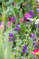 Salvia viridis 'Blue' - Annual Clary Sage - in a garden border