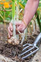 Woman using fork to dig up Garlic 'Carcassonne Wight' in early summer