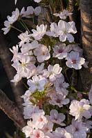 Prunus 'Amanogawa' - Cherry 'Amanogawa'