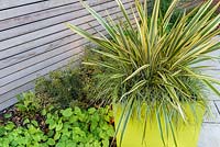 Planting  of Phormium in a yellow pot 