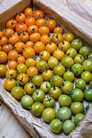 Cherry tomato 'Sungold'