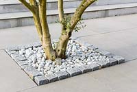 Architectural detail - Fig tree planted in square with white stones. 