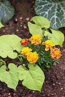 Tagetes - French Marigold planted with Phaseolus vulgaris - French bean. 