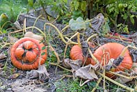 Big ornamental pumpkins