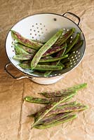 Phaseolus vulgaris - Climbing Bean 'Firetongue'
